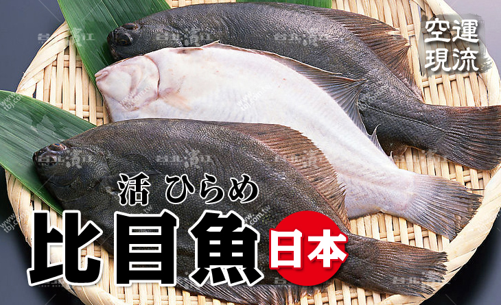 【台北濱江】肉質鮮嫩細緻~難忘的口感！空運現流新鮮比目魚1~1.5kg/尾