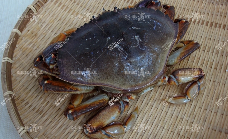 【台北濱江】獨特的鮮甜味！專屬台北 濱江 牛肉於黃金蟹的細嫩香甜～新鮮船凍野生黃金蟹1.0-1.2kg